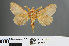 (Bombycopsis sp. AAI8394 - RMNH.INS.543881)  @14 [ ] CreativeCommons - Attribution Non-Commercial Share-Alike (2012) Unspecified Naturalis, Biodiversity Centre