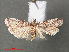  ( - RMNH.INS.543893)  @11 [ ] CreativeCommons - Attribution Non-Commercial Share-Alike (2012) Unspecified Naturalis, Biodiversity Centre