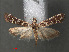  ( - RMNH.INS.543901)  @11 [ ] CreativeCommons - Attribution Non-Commercial Share-Alike (2012) Unspecified Naturalis, Biodiversity Centre