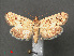  ( - RMNH.INS.543905)  @12 [ ] CreativeCommons - Attribution Non-Commercial Share-Alike (2012) Unspecified Naturalis, Biodiversity Centre