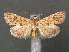  ( - RMNH.INS.543906)  @11 [ ] CreativeCommons - Attribution Non-Commercial Share-Alike (2012) Unspecified Naturalis, Biodiversity Centre