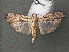  (Phycita arabica - RMNH.INS.543908)  @14 [ ] CreativeCommons - Attribution Non-Commercial Share-Alike (2012) Unspecified Naturalis, Biodiversity Centre