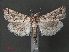  ( - RMNH.INS.543919)  @11 [ ] CreativeCommons - Attribution Non-Commercial Share-Alike (2012) Unspecified Naturalis, Biodiversity Centre