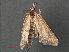  ( - RMNH.INS.543942)  @12 [ ] CreativeCommons - Attribution Non-Commercial Share-Alike (2012) Unspecified Naturalis, Biodiversity Centre
