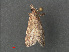 ( - RMNH.INS.543943)  @11 [ ] CreativeCommons - Attribution Non-Commercial Share-Alike (2012) Unspecified Naturalis, Biodiversity Centre