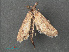  ( - RMNH.INS.543944)  @12 [ ] CreativeCommons - Attribution Non-Commercial Share-Alike (2012) Unspecified Naturalis, Biodiversity Centre