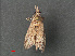  ( - RMNH.INS.543945)  @12 [ ] CreativeCommons - Attribution Non-Commercial Share-Alike (2012) Unspecified Naturalis, Biodiversity Centre