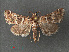  (Arsenaria - RMNH.INS.543946)  @13 [ ] CreativeCommons - Attribution Non-Commercial Share-Alike (2012) Unspecified Naturalis, Biodiversity Centre