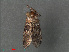  ( - RMNH.INS.543947)  @12 [ ] CreativeCommons - Attribution Non-Commercial Share-Alike (2012) Unspecified Naturalis, Biodiversity Centre