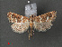  ( - RMNH.INS.543949)  @12 [ ] CreativeCommons - Attribution Non-Commercial Share-Alike (2012) Unspecified Naturalis, Biodiversity Centre