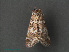  ( - RMNH.INS.543951)  @12 [ ] CreativeCommons - Attribution Non-Commercial Share-Alike (2012) Unspecified Naturalis, Biodiversity Centre