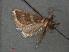  ( - RMNH.INS.543977)  @12 [ ] CreativeCommons - Attribution Non-Commercial Share-Alike (2012) Unspecified Naturalis, Biodiversity Centre