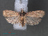  (Ptyomaxia sp. ABX8157 - RMNH.INS.543994)  @13 [ ] CreativeCommons - Attribution Non-Commercial Share-Alike (2012) Unspecified Naturalis, Biodiversity Centre