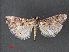  ( - RMNH.INS.544012)  @13 [ ] CreativeCommons - Attribution Non-Commercial Share-Alike (2012) Unspecified Naturalis, Biodiversity Centre