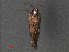  ( - RMNH.INS.544018)  @12 [ ] CreativeCommons - Attribution Non-Commercial Share-Alike (2012) Unspecified Naturalis, Biodiversity Centre