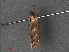  ( - RMNH.INS.544018)  @12 [ ] CreativeCommons - Attribution Non-Commercial Share-Alike (2012) Unspecified Naturalis, Biodiversity Centre