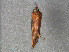  ( - RMNH.INS.544019)  @12 [ ] CreativeCommons - Attribution Non-Commercial Share-Alike (2012) Unspecified Naturalis, Biodiversity Centre