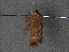  ( - RMNH.INS.544019)  @12 [ ] CreativeCommons - Attribution Non-Commercial Share-Alike (2012) Unspecified Naturalis, Biodiversity Centre