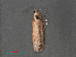  ( - RMNH.INS.544032)  @12 [ ] CreativeCommons - Attribution Non-Commercial Share-Alike (2012) Unspecified Naturalis, Biodiversity Centre