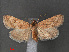  ( - RMNH.INS.544035)  @11 [ ] CreativeCommons - Attribution Non-Commercial Share-Alike (2012) Unspecified Naturalis, Biodiversity Centre