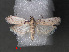  (Phycitodes sp. AAD9531 - RMNH.INS.544041)  @13 [ ] CreativeCommons - Attribution Non-Commercial Share-Alike (2012) Unspecified Naturalis, Biodiversity Centre