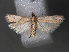  ( - RMNH.INS.544042)  @12 [ ] CreativeCommons - Attribution Non-Commercial Share-Alike (2012) Unspecified Naturalis, Biodiversity Centre
