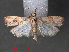  ( - RMNH.INS.544047)  @13 [ ] CreativeCommons - Attribution Non-Commercial Share-Alike (2012) Unspecified Naturalis, Biodiversity Centre