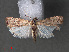  ( - RMNH.INS.544048)  @11 [ ] CreativeCommons - Attribution Non-Commercial Share-Alike (2012) Unspecified Naturalis, Biodiversity Centre