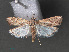  ( - RMNH.INS.544049)  @13 [ ] CreativeCommons - Attribution Non-Commercial Share-Alike (2012) Unspecified Naturalis, Biodiversity Centre