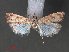  ( - RMNH.INS.544050)  @12 [ ] CreativeCommons - Attribution Non-Commercial Share-Alike (2012) Unspecified Naturalis, Biodiversity Centre