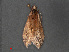  ( - RMNH.INS.544060)  @12 [ ] CreativeCommons - Attribution Non-Commercial Share-Alike (2012) Unspecified Naturalis, Biodiversity Centre