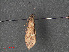  ( - RMNH.INS.544061)  @12 [ ] CreativeCommons - Attribution Non-Commercial Share-Alike (2012) Unspecified Naturalis, Biodiversity Centre