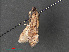  ( - RMNH.INS.544062)  @12 [ ] CreativeCommons - Attribution Non-Commercial Share-Alike (2012) Unspecified Naturalis, Biodiversity Centre