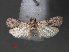  ( - RMNH.INS.544064)  @12 [ ] CreativeCommons - Attribution Non-Commercial Share-Alike (2012) Unspecified Naturalis, Biodiversity Centre