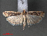  ( - RMNH.INS.544078)  @13 [ ] CreativeCommons - Attribution Non-Commercial Share-Alike (2012) Unspecified Naturalis, Biodiversity Centre