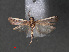  ( - RMNH.INS.544082)  @11 [ ] CreativeCommons - Attribution Non-Commercial Share-Alike (2012) Unspecified Naturalis, Biodiversity Centre