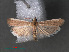  ( - RMNH.INS.544083)  @13 [ ] CreativeCommons - Attribution Non-Commercial Share-Alike (2012) Unspecified Naturalis, Biodiversity Centre
