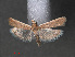  ( - RMNH.INS.544084)  @11 [ ] CreativeCommons - Attribution Non-Commercial Share-Alike (2012) Unspecified Naturalis, Biodiversity Centre