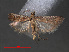  ( - RMNH.INS.544108)  @12 [ ] CreativeCommons - Attribution Non-Commercial Share-Alike (2012) Unspecified Naturalis, Biodiversity Centre