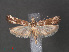  ( - RMNH.INS.544125)  @12 [ ] CreativeCommons - Attribution Non-Commercial Share-Alike (2012) Unspecified Naturalis, Biodiversity Centre
