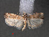  ( - RMNH.INS.544128)  @12 [ ] CreativeCommons - Attribution Non-Commercial Share-Alike (2012) Unspecified Naturalis, Biodiversity Centre