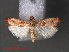  (Phycitinae_genus sp. ABY1144 - RMNH.INS.544134)  @13 [ ] CreativeCommons - Attribution Non-Commercial Share-Alike (2012) Unspecified Naturalis, Biodiversity Centre