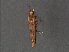  ( - RMNH.INS.544139)  @12 [ ] CreativeCommons - Attribution Non-Commercial Share-Alike (2012) Unspecified Naturalis, Biodiversity Centre