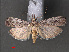  (Faveria cineracella - RMNH.INS.544145)  @13 [ ] CreativeCommons - Attribution Non-Commercial Share-Alike (2012) Unspecified Naturalis, Biodiversity Centre