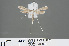  ( - RMNH.INS.544155)  @13 [ ] CreativeCommons - Attribution Non-Commercial Share-Alike (2012) Unspecified Naturalis, Biodiversity Centre