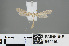  ( - RMNH.INS.544156)  @13 [ ] CreativeCommons - Attribution Non-Commercial Share-Alike (2012) Unspecified Naturalis, Biodiversity Centre