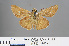  ( - RMNH.INS.544175)  @13 [ ] CreativeCommons - Attribution Non-Commercial Share-Alike (2012) Unspecified Naturalis, Biodiversity Centre