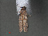  ( - RMNH.INS.544205)  @12 [ ] CreativeCommons - Attribution Non-Commercial Share-Alike (2012) Unspecified Naturalis, Biodiversity Centre