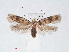  (Symmocinae_gen sp. ABX9262 - RMNH.INS.548481)  @13 [ ] CreativeCommons - Attribution Non-Commercial Share-Alike (2012) Unspecified Naturalis, Biodiversity Centre