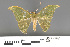  ( - RMNH.INS.539132)  @13 [ ] CreativeCommons - Attribution Non-Commercial Share-Alike (2013) Unspecified Naturalis, Biodiversity Centre